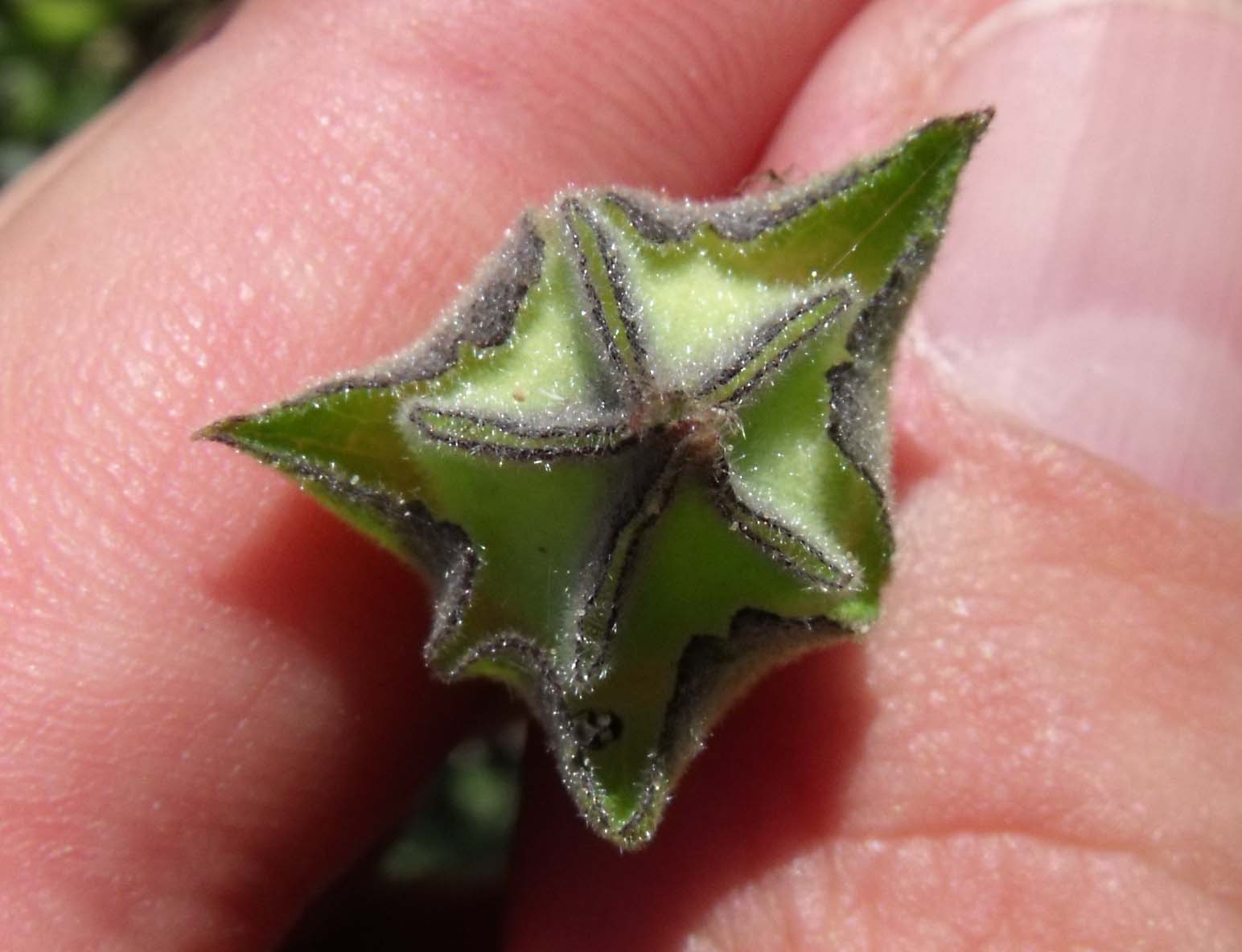 Lavatera punctata